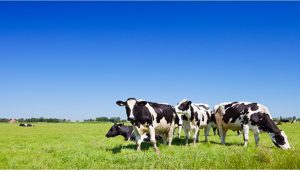 Top 5 Mặt Hàng Được Nhập Khẩu Nhiều Nhất Từ New Zealand Vào Việt Nam