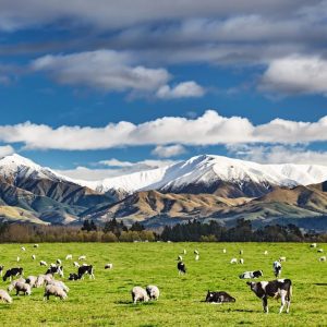 Gửi Hàng Cá Nhân Từ Việt Nam Đi New Zealand Cần Những Giấy Tờ Gì?